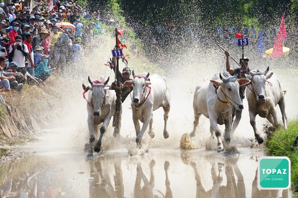 Lễ hội đua bò Bảy Núi