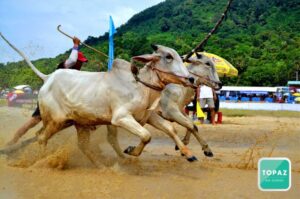 Lễ hội Đua Bò ở An Giang