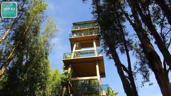 Tháp quan sát Rừng Tràm Trà Sư là nơi để ngắm cảnh