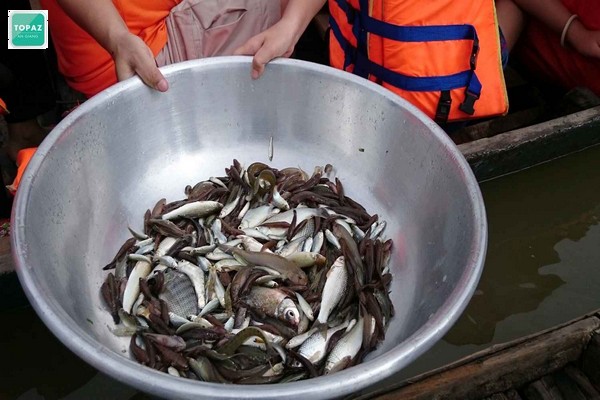 Một trong những trải nghiệm thú vị ngoài câu cá ra thì bạn cùng có thể tham gia đi hái củ ấu cùng mọi người.